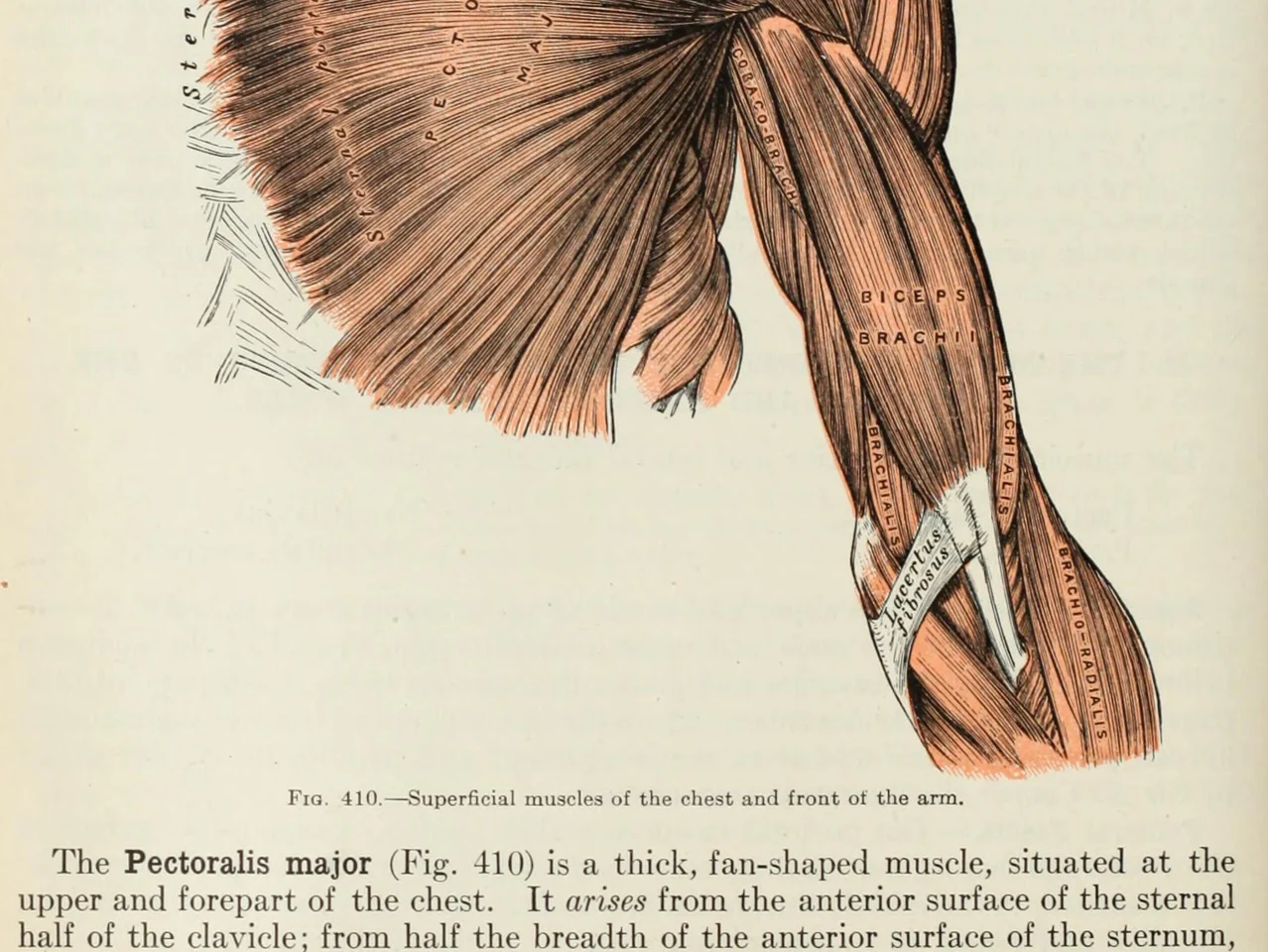 An anatomy plate of the muscles of the arm, each one labelled inside the drawing
